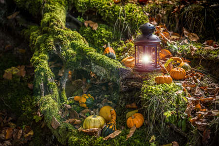 Halloween pumpkins in forestの写真素材