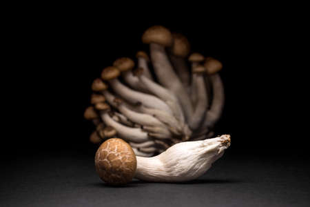 Close up of fresh shimeji mushrooms