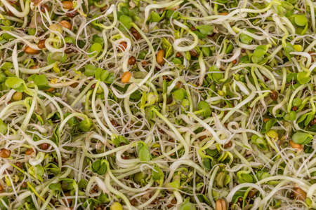 Fresh sprouts background, close upの写真素材