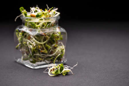 Mix of fresh sprouts in glass jarの写真素材