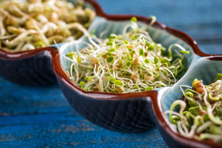 Red clover sprout in small bowlの写真素材