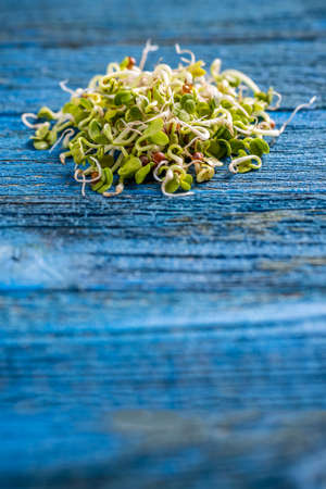Sprouted radish seeds with space for text
