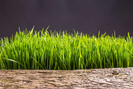 Wooden pattern mix with green grassの写真素材