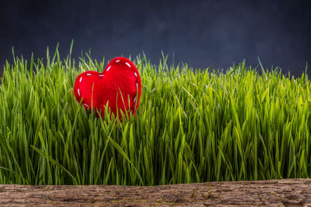 Love concept, felt heart in green grassの写真素材