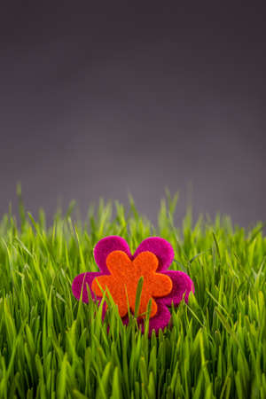 Felt flower in green grass, spring conceptの写真素材