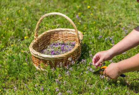 Woman herbalist collecting wild oregano herbsの写真素材
