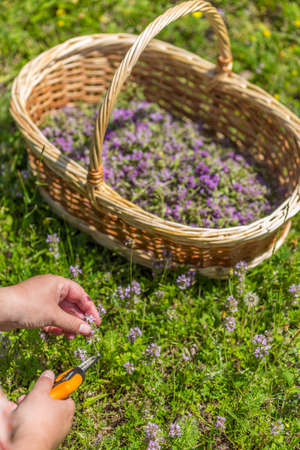 Hand cut oregano, wildflower in wicker basketの写真素材