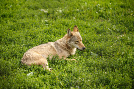 Wild gray wolf in grassの写真素材