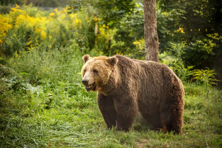 European brown bear walking in forestの写真素材