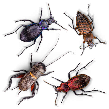 Set of insects on white backgroundの写真素材