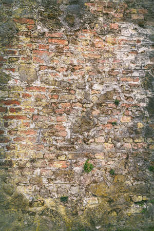 Brick wall with moss growing out of it