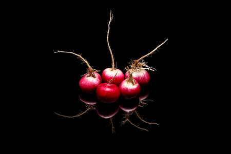 Close up of fresh radishes on black surface, clipping pathの写真素材