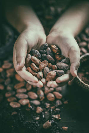Hand holding aromatic cocoa beans, closeupの写真素材
