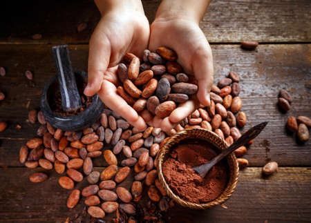 Hand holding aromatic cocoa beans, closeupの写真素材