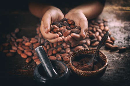 Hand holds roasted cocoa beans, close up shotの写真素材