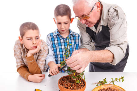 Senior man with his grandchildren taking care of bonsai plantの写真素材