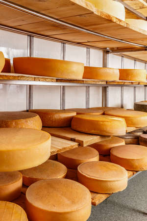 Several mature cheese-wheels on displayed on shelves at the cheesemaking shop