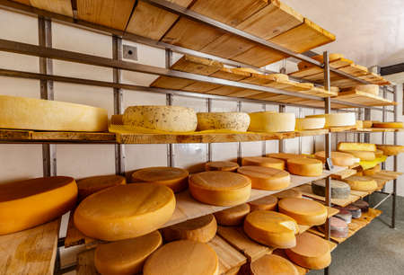 Different kinds of cheese on shelves