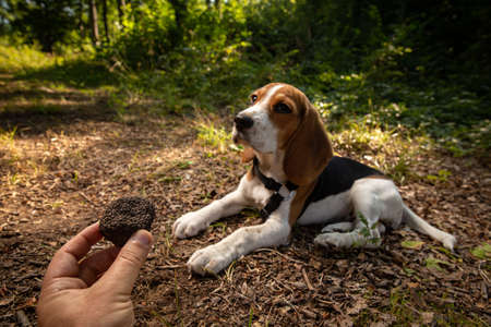 Just picked black truffles