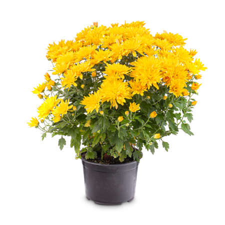 Flowering yellow chrysanthemumの写真素材