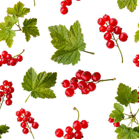 Seameless pattern of red currant berriesの写真素材