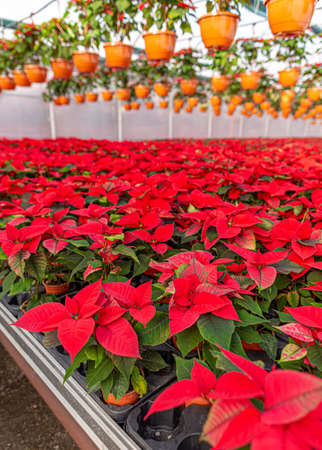Christmas flower, Poinsettiasの写真素材