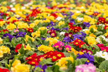 Primroses in plant nursery