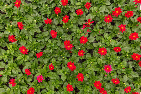 Flat lay of dahlia flowers