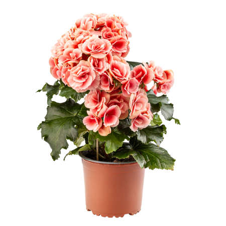 Elatior Begonias the perfect indoor plantの写真素材