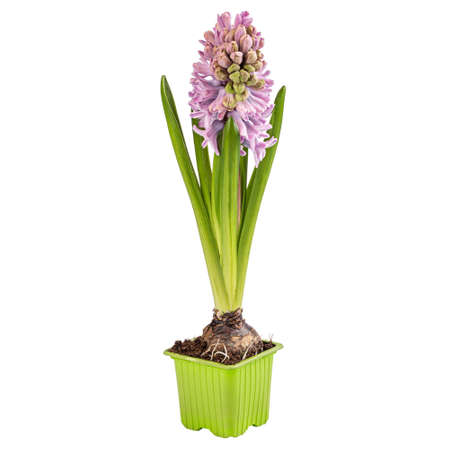 Beautiful pink hyacinth in flowerpot isolated on white backgroundの写真素材