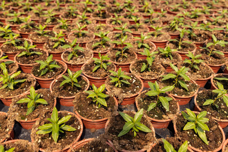 Young plants growing in a greenhouse Plant nursery concept