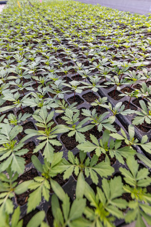 Flower industry business. Seedling grows in the plant nurseryの写真素材