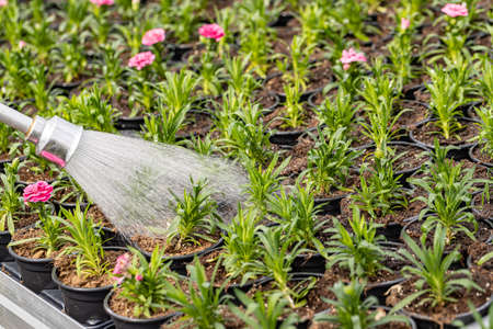 Watering spring flower plant in glass greenhouse