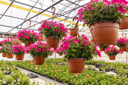 Pink petunias hanging from ceiling in greenhouse interiorの写真素材