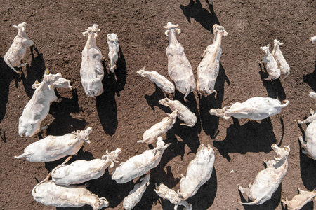 Herd of cows. Aerial view of cows. Rural scenery, farmlandの写真素材