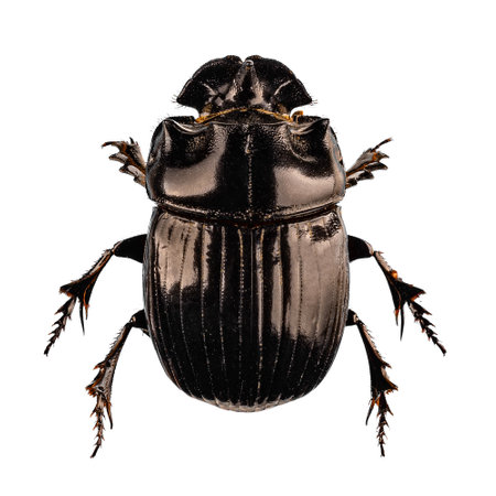 Copris lugubris or scarab beetle on white backgroundの写真素材