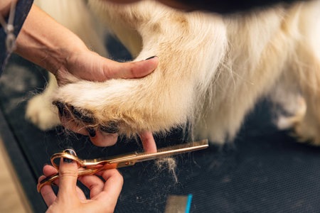 Groomer is trim a dog hair with professional scrissors