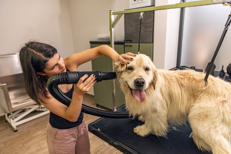Golden retriever stands on the table while being processed by hairdrying machine.の写真素材