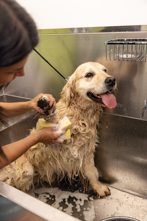 Relaxing bath foam to a Golden Retriever dog. Grooming salon conceptの写真素材