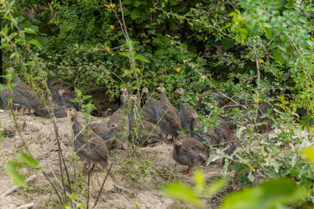 Domestic female guinea fowl in private farmの写真素材