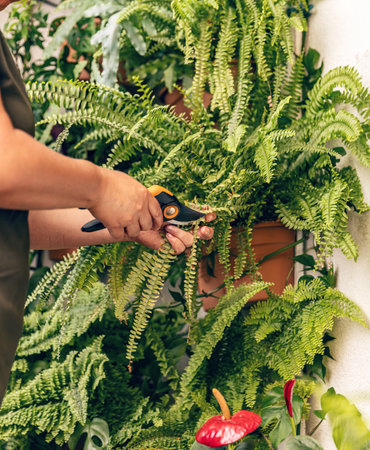 Taking care of home garden concept. Houseplant careの写真素材