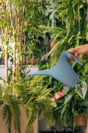 Hand with water can watering indoor plantsの写真素材
