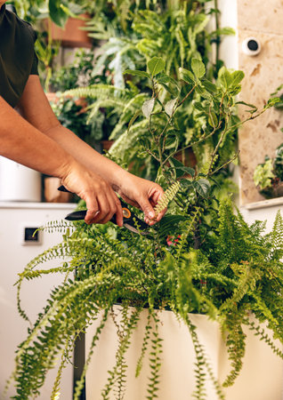 House plant care and urban jungle garden. Home gardenerの写真素材