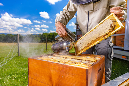 Beekeeper inspecting a beehive while wearing a protective suit.の写真素材
