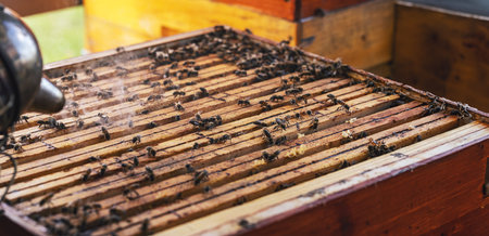 Apiarist using bee smoker over beehive box at farm