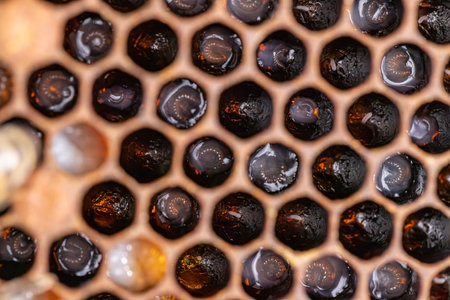 Bee larvae on brood comb. Apiculture concept
