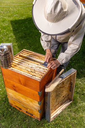 Apiarist with full equipment checking the hivesの写真素材
