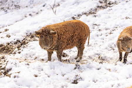 Hungarian mangalitsa pig, a very curly haired animalの写真素材