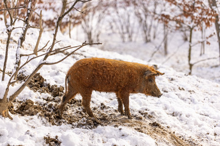 Cute young mangalitsa furry pig in the winter environmentの写真素材
