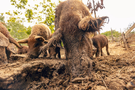 Mangalica pigs foraging in mud on farm, close up